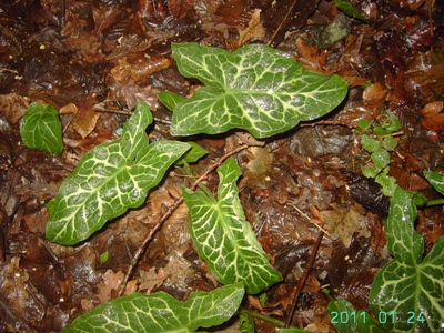 Arum italicum, Hooglede, woody roadside, January 2011, F. Verloove