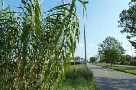 Arundo donax, Hingene (Bornem), roadside and adjacent rough ground,  September 2011, H. Mees