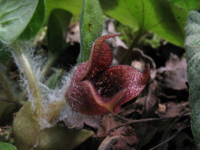 Asarum europaeum, Mont, by track in woodland, April 2011, R. Barense