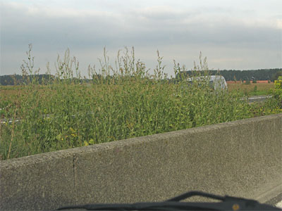 Atriplex micrantha, Oostkamp, central reservation motorway E40, August 2010, W. Vercruysse