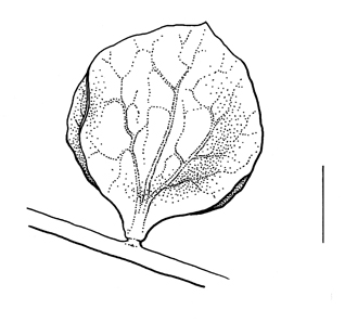 Atriplex micrantha, fruit