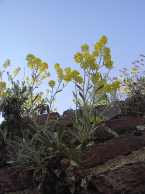  Aurinia saxatilis, Dour, on top of old wall, April 2011, F. Verloove