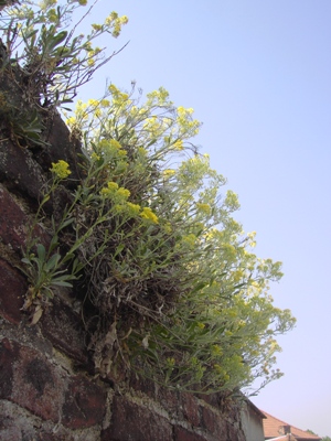 Aurinia saxatilis, Dour, on top of old wall, April 2011, F. Verloove