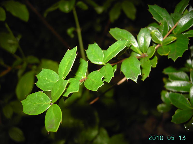 Berberis darwinii leaves, on an old wall in Brugge by Filip Verloove