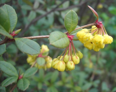 Berberis julianae, Roeselare, talus slope of railway track, April 2011, F. Verloove