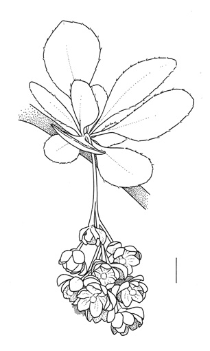 Leaves and flowers of Berberis x ottawensis by Sven Bellanger