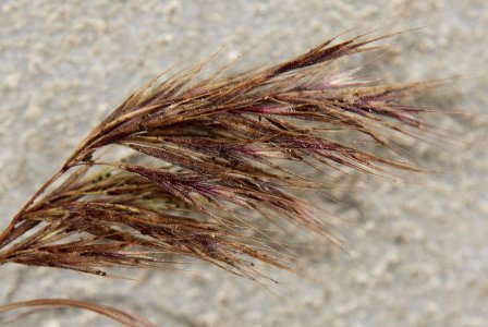 Bromus madritensis, Antwerpen, port area, Amerikadok, unloading quay for cereals, June 2011, J. Jansen