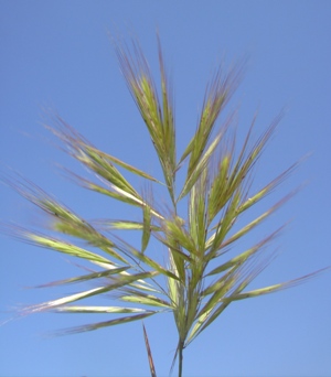 Bromus madritensis, Gent, port area, railway siding, May 2012, F. Verloove 