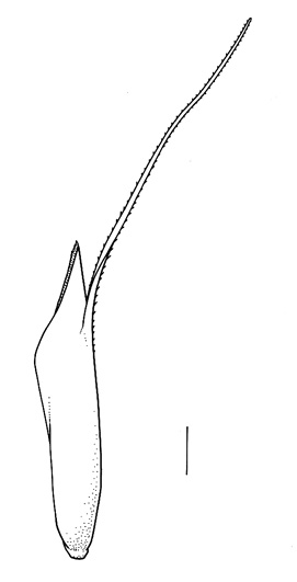 Bromus lepidus, lemma