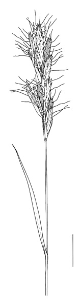 Bromus alopecuros, inflorescence