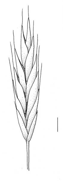 Bromus carinatus, spikelet