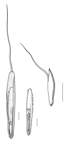 Bromus japonicus, lemma