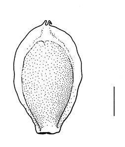Corispermum pallasii, fruit