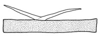 Cornus sanguinea var. australis detail