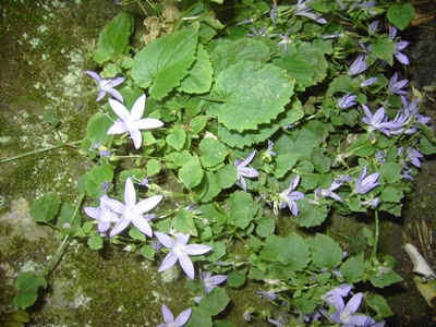 Campanula poscharskyana, Brugge (Minnewater), old quay wall, July 2012, F. Verloove