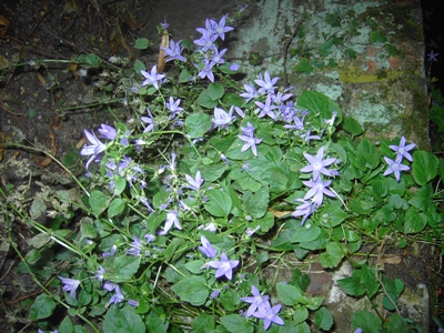 Campanula poscharskyana, Brugge (Minnewater), old quay wall, July 2012, F. Verloove