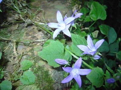 Campanula poscharskyana, Brugge (Minnewater), old quay wall, July 2012, F. Verloove