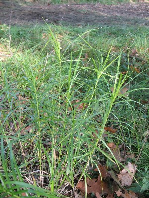 Carex muskingumensis, Heppen (Leopoldsburg), rough ground, October 2011, R.  Barendse