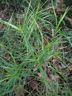 Carex muskingumensis, Heppen (Leopoldsburg), rough ground, October 2011, R.  Barendse