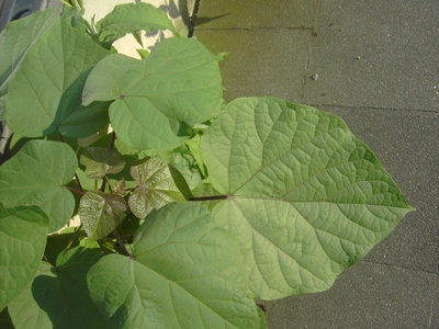 Catalpa bignonioides, Brussel (Groendreef), foot of wall, August 2012, F. Verloove