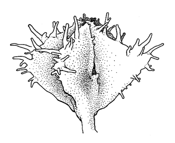 Dysphania carinata, flower