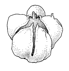 Dysphania pumilio, flower