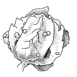 Dysphania schraderiana, flower