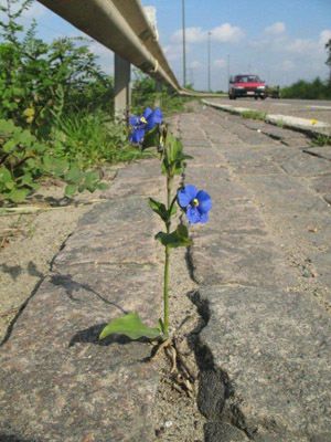 Commelina coelestis, Kwaadmechelen, roadside, October 2008, R. Barendse.