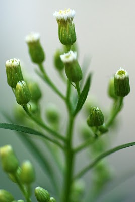 Erigeron canadensis, National Botanic Garden, Meise. Quentin Groom