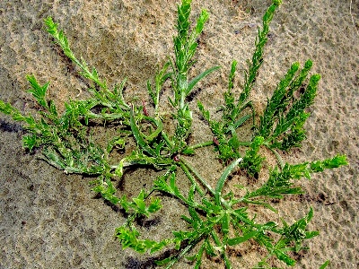 Corispermum pallasii, Oudenaarde, former sand pit, June 2011, W. Van Heddegem