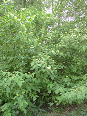 Cornus sanguinea subsp. australis, Kontich, Molenbos, spontaneous woodland, May 2011, F. Verloove