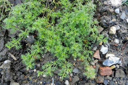 Ben-Ahin, rough ground, January 2012, P. Vanmeerbeeck