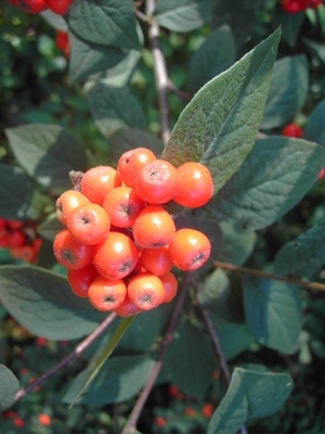 Cotoneaster boisianus, Zwevegem, former Bekaert-plant, scrub, October 2011, F. Verloove