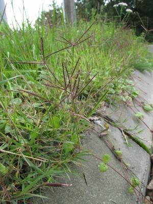 Cynodon dactylon, Schaffen (Diest) roadside, October 2010, R. Barendse