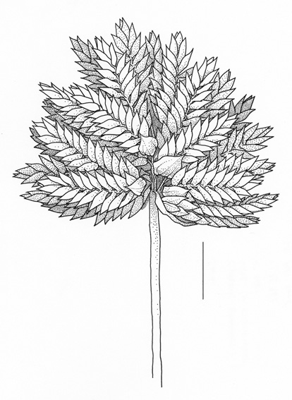 Cyperus eragrostis by Sven Bellanger