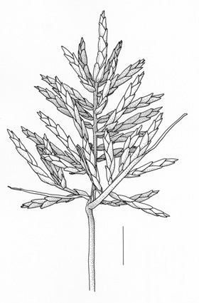 Cyperus esculentus by Sven Bellanger