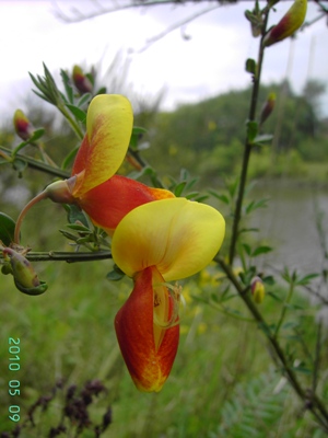   Cytisus scoparius f. andreanus, Melle, canal bank, May 2010, F. Verloove 