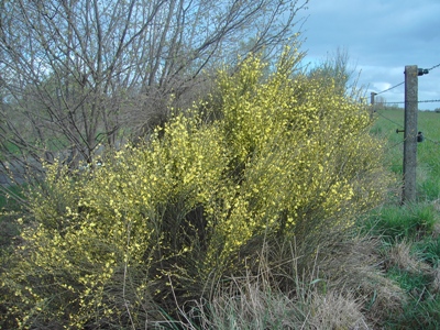 Cytisus striatus, Lichtervelde, off ramp by motorway E403, April 2012, F. Verloove