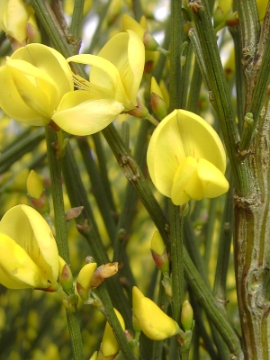 Cytisus striatus, Lichtervelde, off ramp by motorway E403, April 2012, F. Verloove