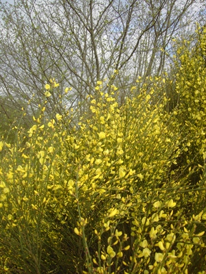 Cytisus striatus, Lichtervelde, off ramp by motorway E403, April 2012, F. Verloove