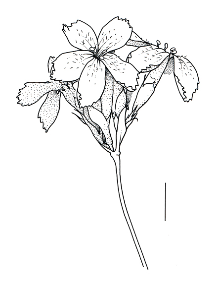 Dianthus carthusianorum, inflorescense - Drawing by S. Bellanger