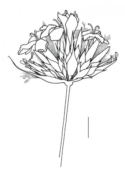Dianthus giganteus, inflorescense - Drawing by S.Bellanger