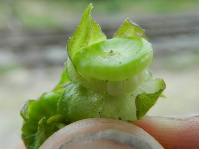 Malva trimestris, Antwerpen, port area, Oosterweellaan, grain dump, September 2012, R. Barendse