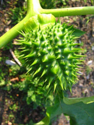 Datura stramonium, De Panne (Cabour), ruderalised dunes, September 2010, G. Warreyn.