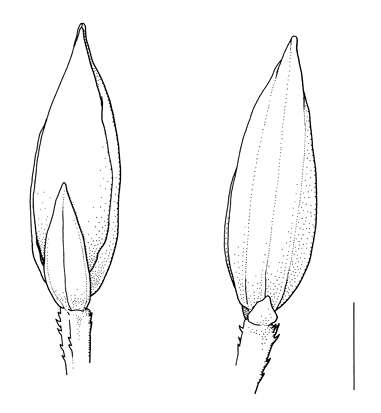 Digitaria_ciliaris subsp. nubica