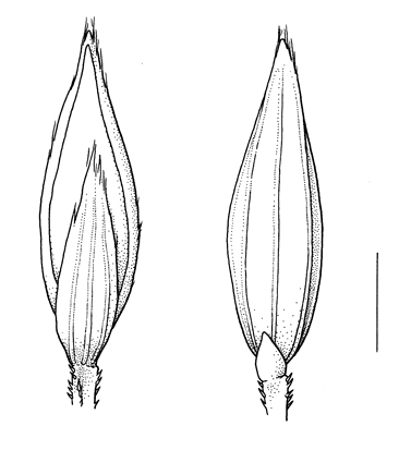 Digitaria_ciliaris, spikelet - Drawing S.Bellanger