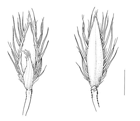 Digitaria_sanguinalis_pectiniformis