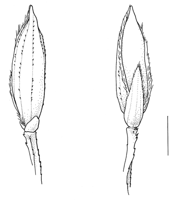 Digitaria_sanguinalis subsp sanguinalis
