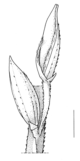 Digitaria_sanguinalis subsp sanguinalis - inflorescence