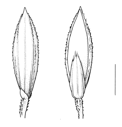 Digitaria_sanguinalis, spikelet - Drawing S.Bellanger